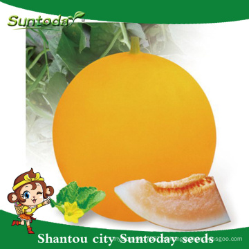 Suntoday agricultura casca amarela laranja-vermelho carne vegetal hs co hami conhecido-você vegetal híbrido F1 melão sementes japonesas (11019)